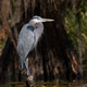Cold Heron