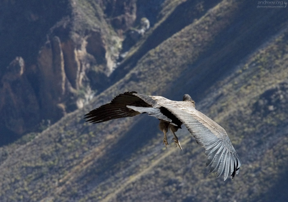 http://www.andreev.org/albums/Condors/images/120PE.jpg
