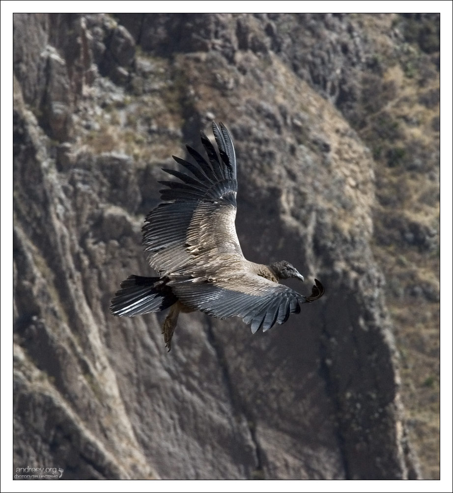 http://www.andreev.org/albums/Condors/images/121PE.jpg