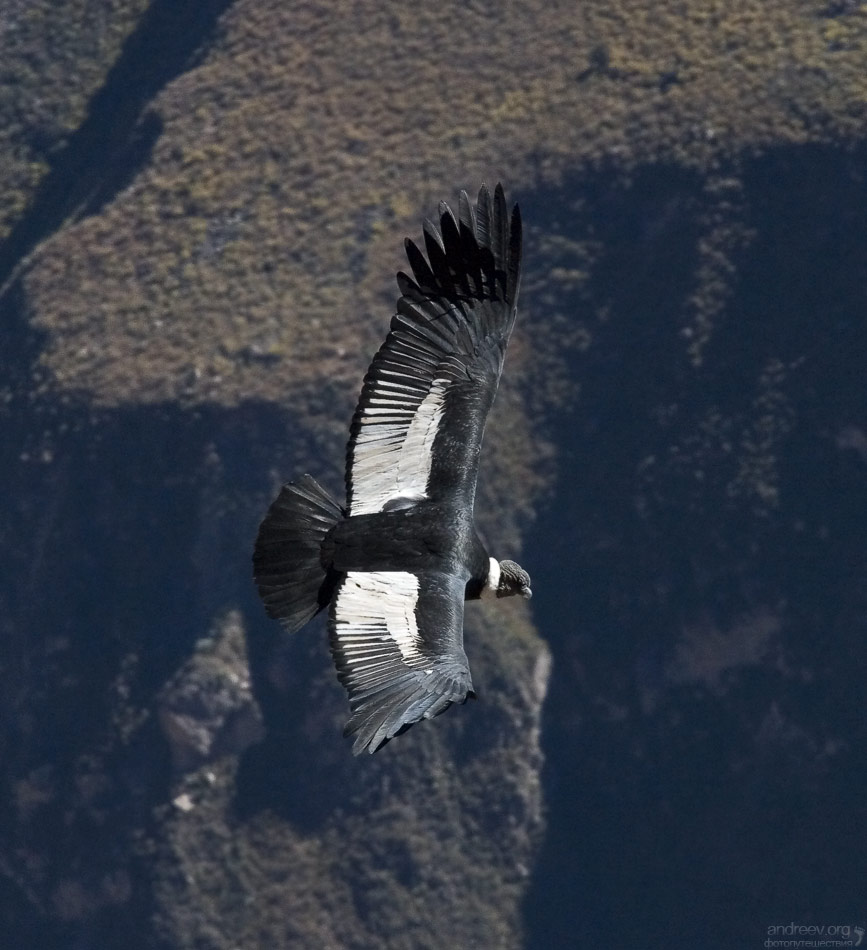 http://www.andreev.org/albums/Condors/images/123PE.jpg
