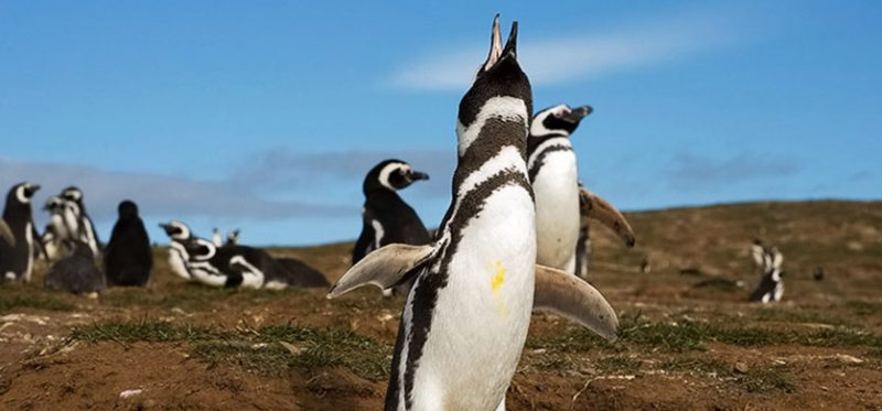 Про пингвина Степаныча и его голос (Чилийская Пингвиниана)