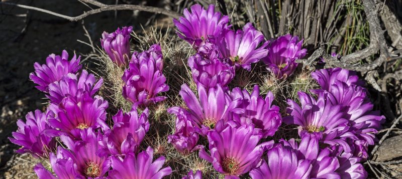 Цветы пустыни Чиуауа: Биг Бенд, Техас
