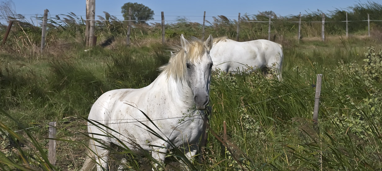Франция: белые лошади Камарга. Фоторепортаж