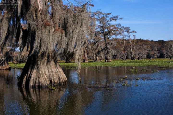 Caddo lake, Техас 2007: фотографии Caddo lake, Техас 2007: фотографии