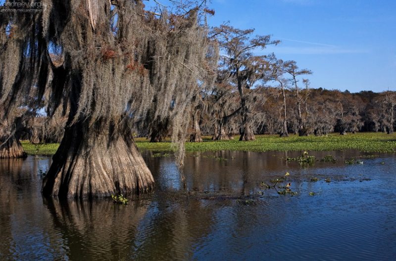 Caddo lake, Техас 2007: фотографии