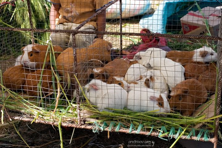 Куй – это не только ценный мех… Куй – это не только ценный мех…