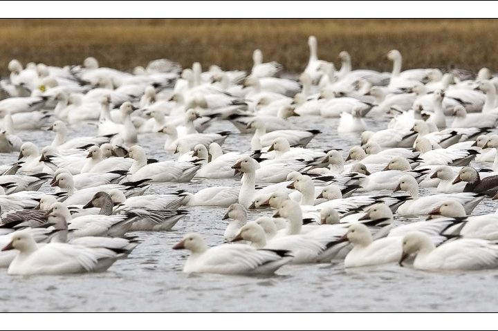 Нью-Мексико: wildlife