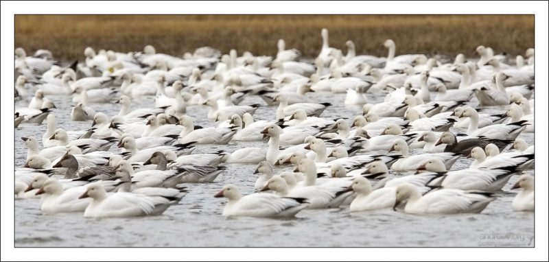 Нью-Мексико: wildlife