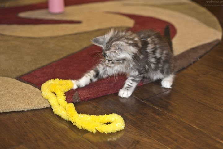 Findus Friday #1 Findus Friday #1