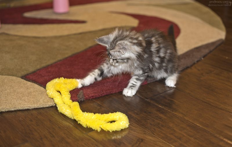 Findus Friday #1