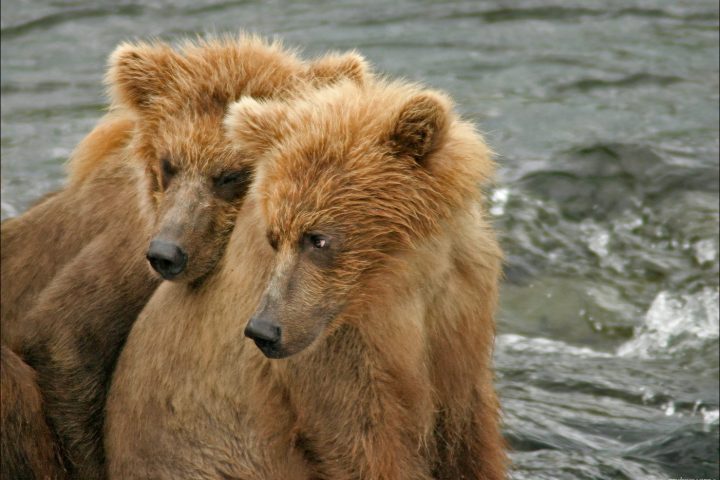 Медведи гризли из Катмаи, Аляска: фотографии (1)
