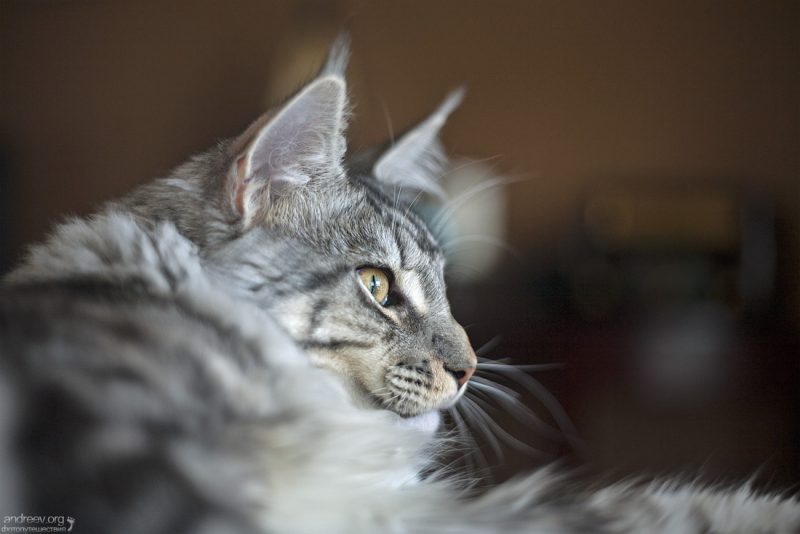 Findus Friday #4