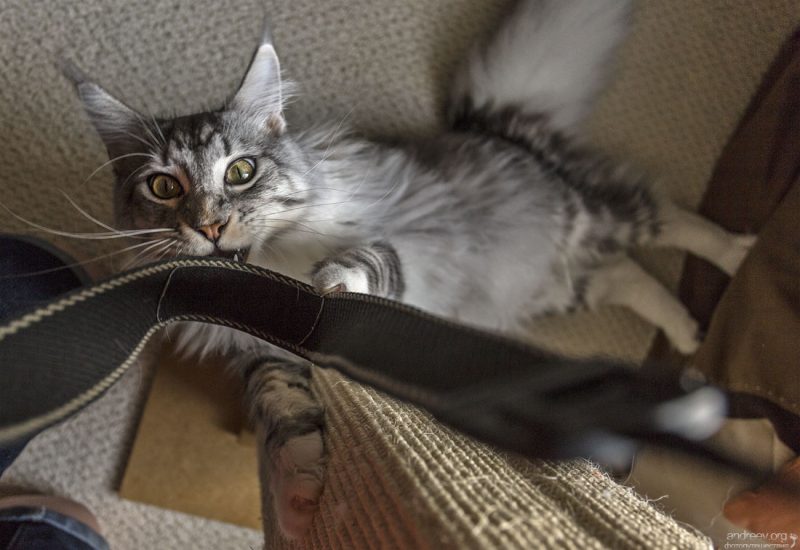 Findus Friday #5