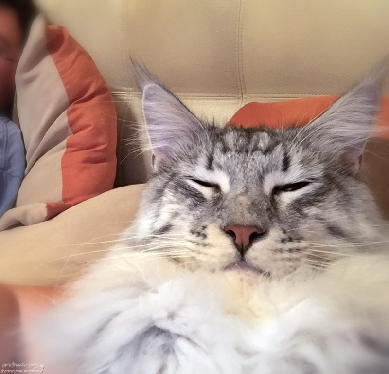 Findus Friday #6