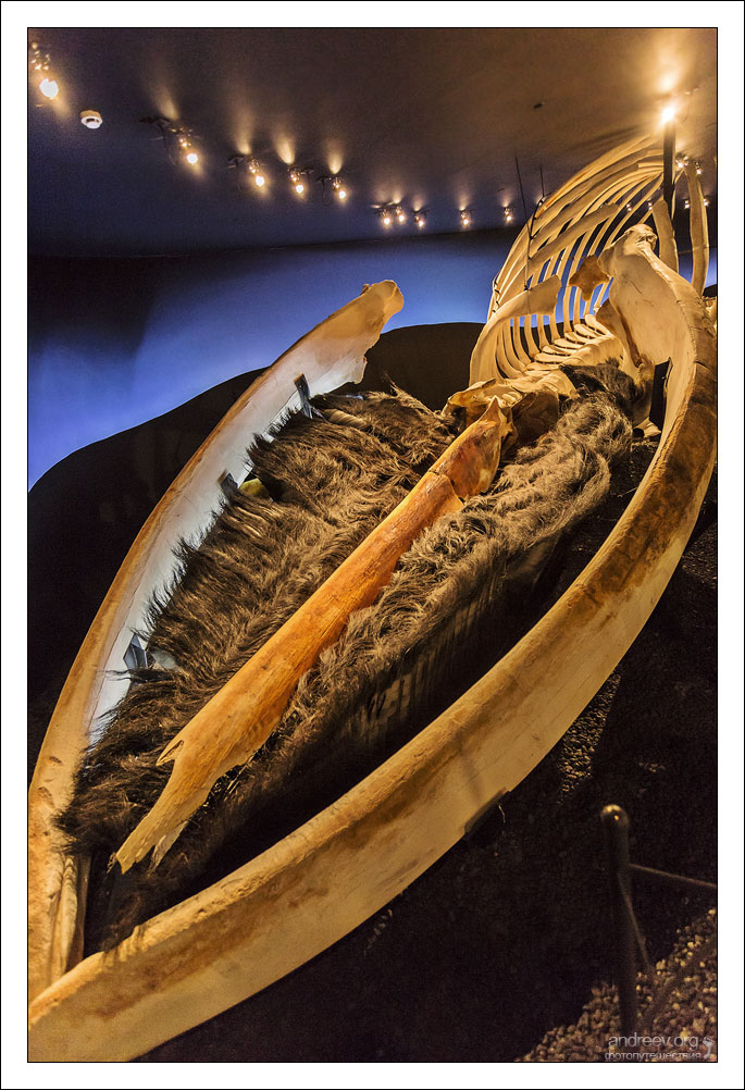 Исландия: музей кита