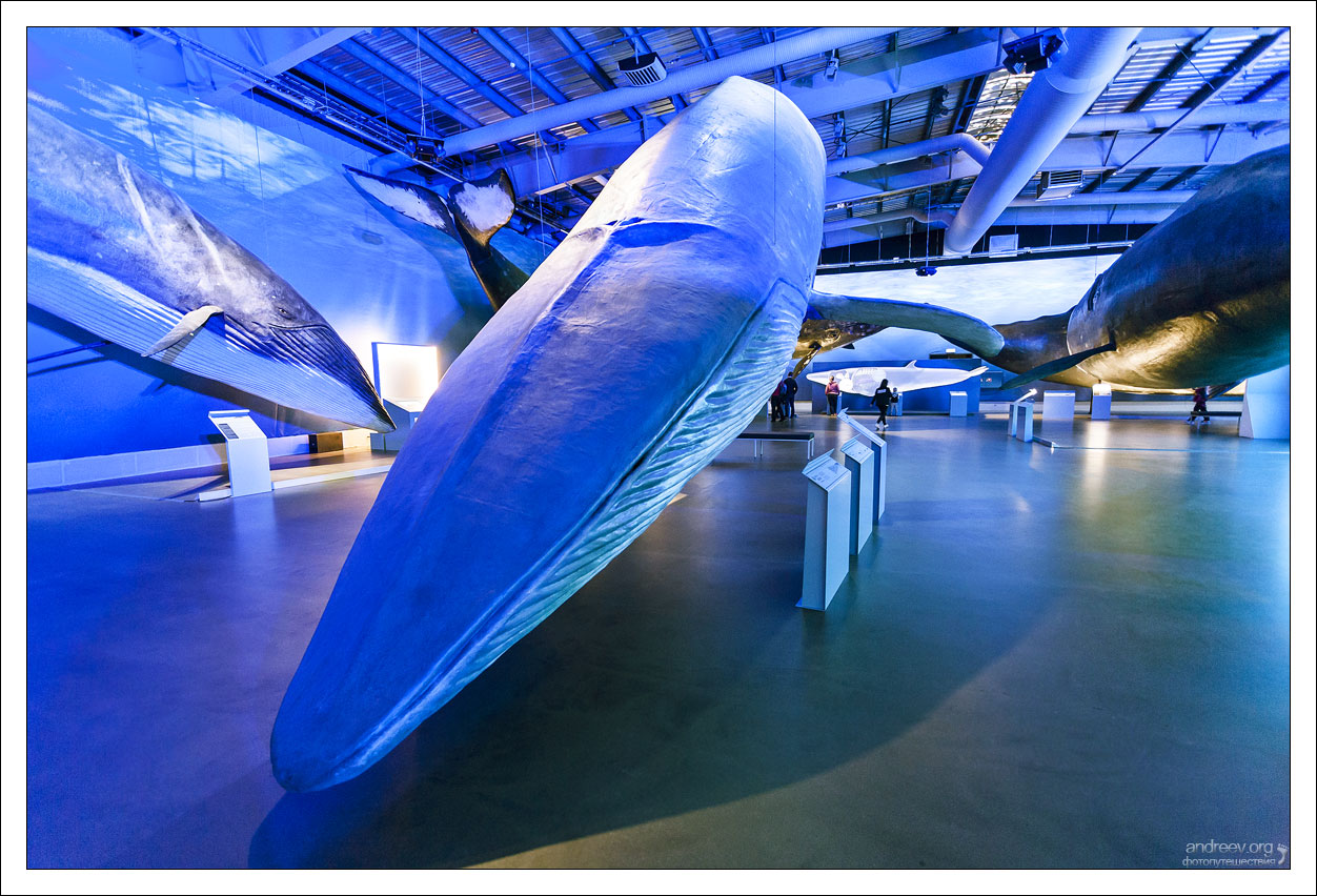 Исландия: музей кита китов, можно, время, только, кашалот, китам, Исландии, whale, музей, когда, синего, водой, после, горбатый, нарвала, почти, Исландия, млекопитающих, значит, синий