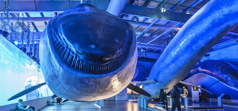 Исландия: музей кита. Фоторепортаж