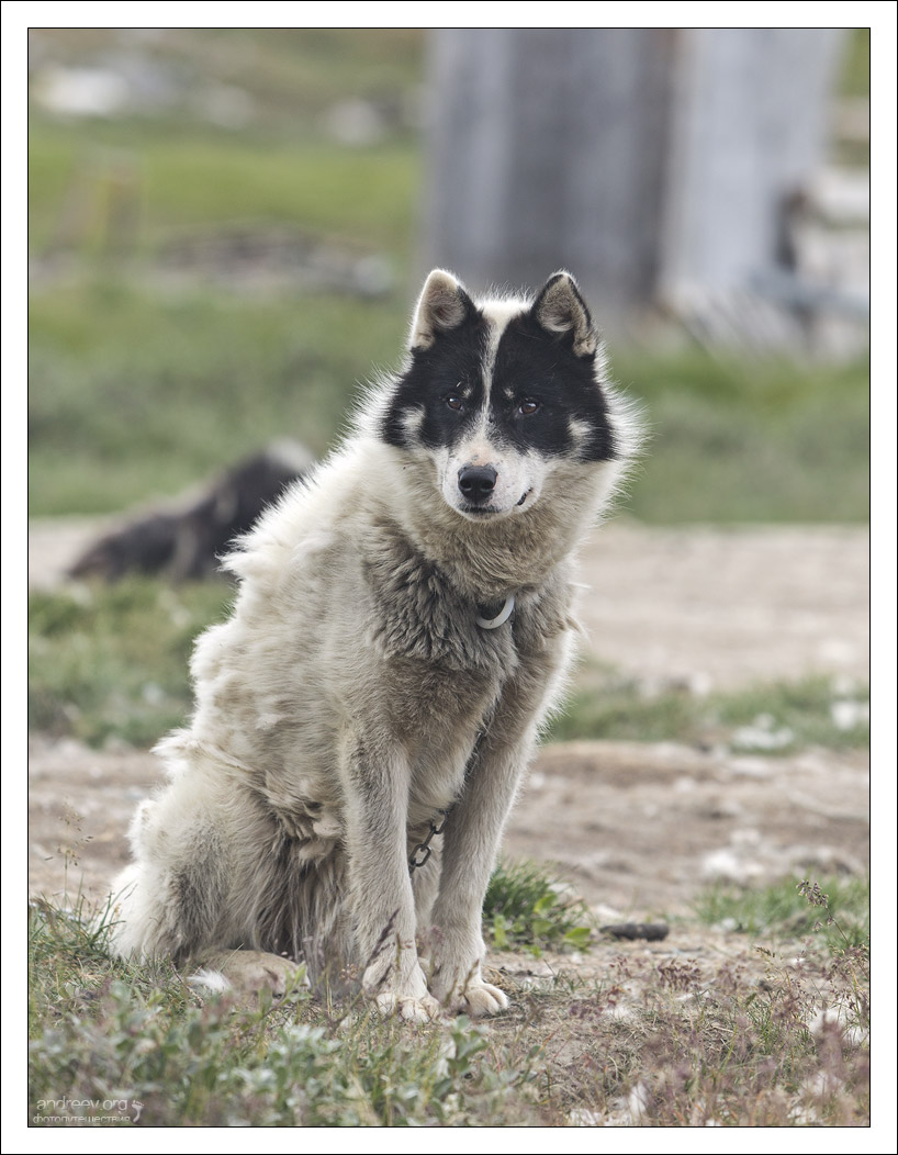 Гренландия: в гостях у [сказки] хаски хаски, собак, Исландия, только, которых, Илулиссата, тянуть, очень, чтобы, собаки, собакам, может, жизни, шерсть, обычно, Хаски, фьорда, Илулиссат, Гренландия, северных