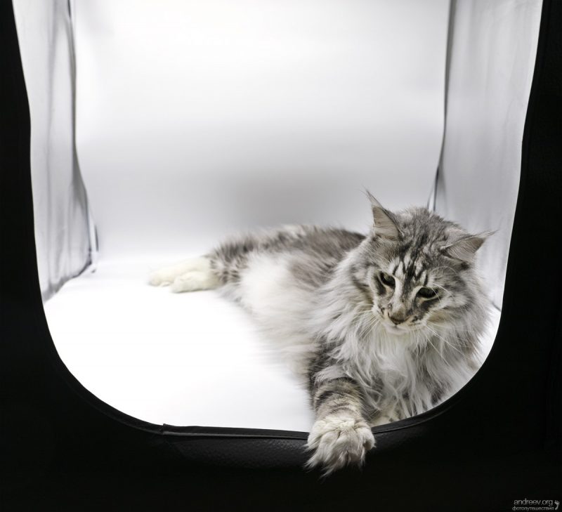 Findus Friday #9