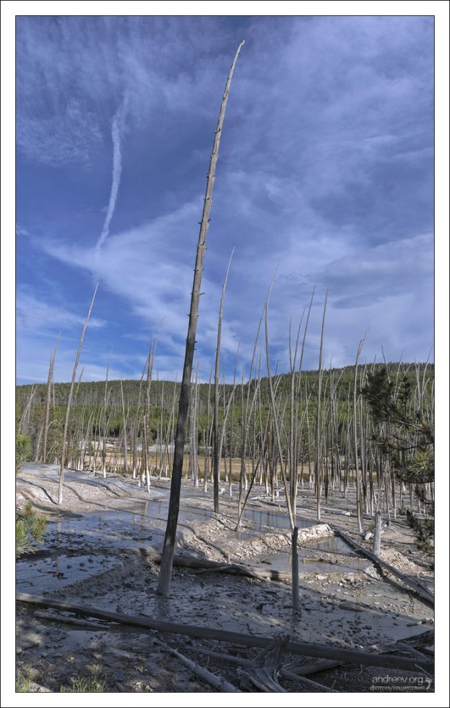 Останки деревьев среди горячих источников в бассейне Норриса.
