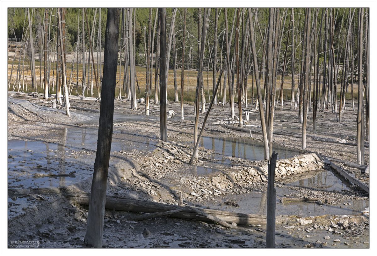 Переносимый водой карбонат кальция забивает древесину изнутри, после чего деревья погибают.