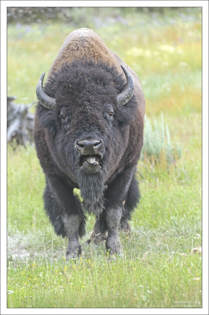 Йеллоустон - единственное место в Соединенных Штатах, где бизоны (Bison bison) жили непрерывно с доисторических времен.