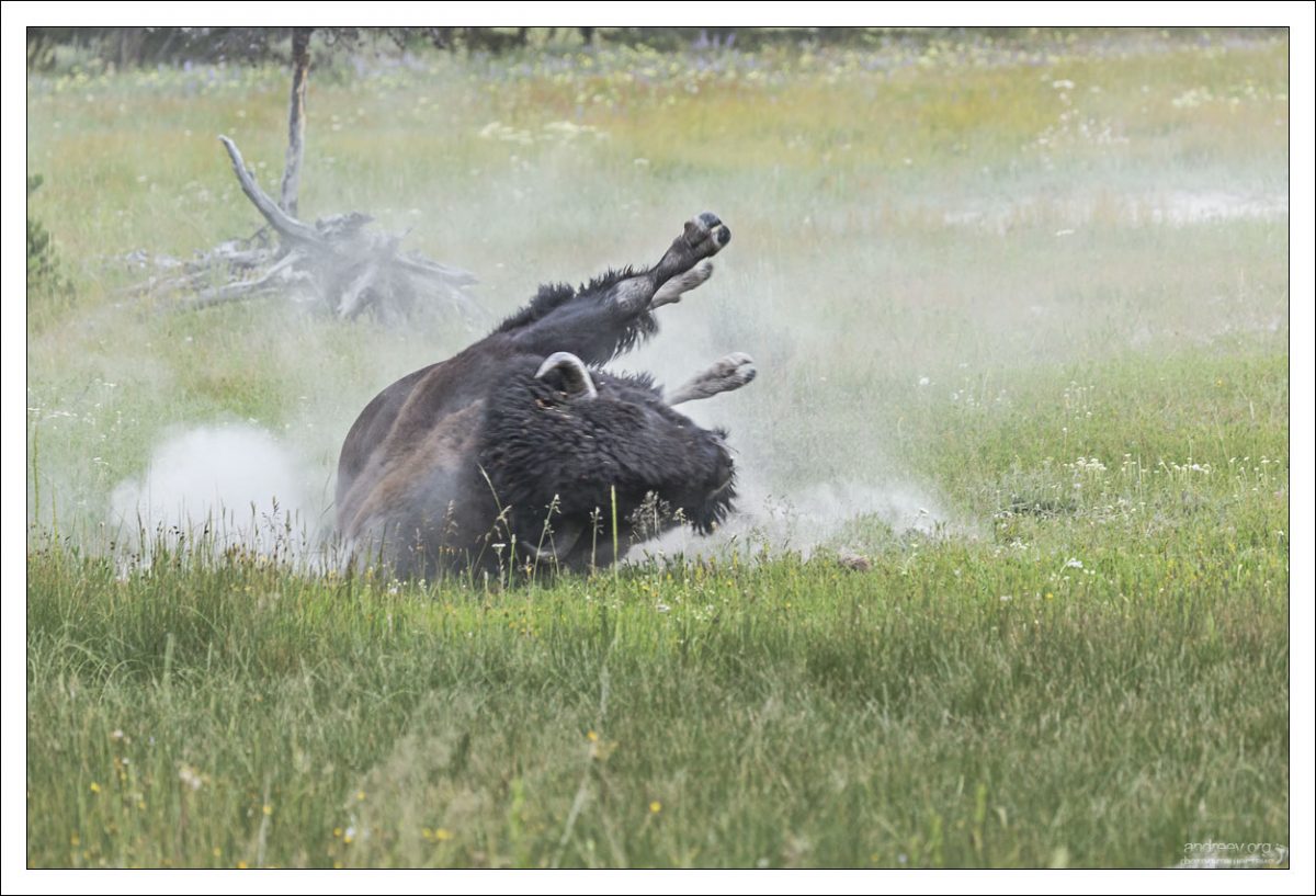 Бизоны валяются в пыли (процесс называется "wallowing") чтобы создать защитный слой грязи на спине для отпугивания насекомых.