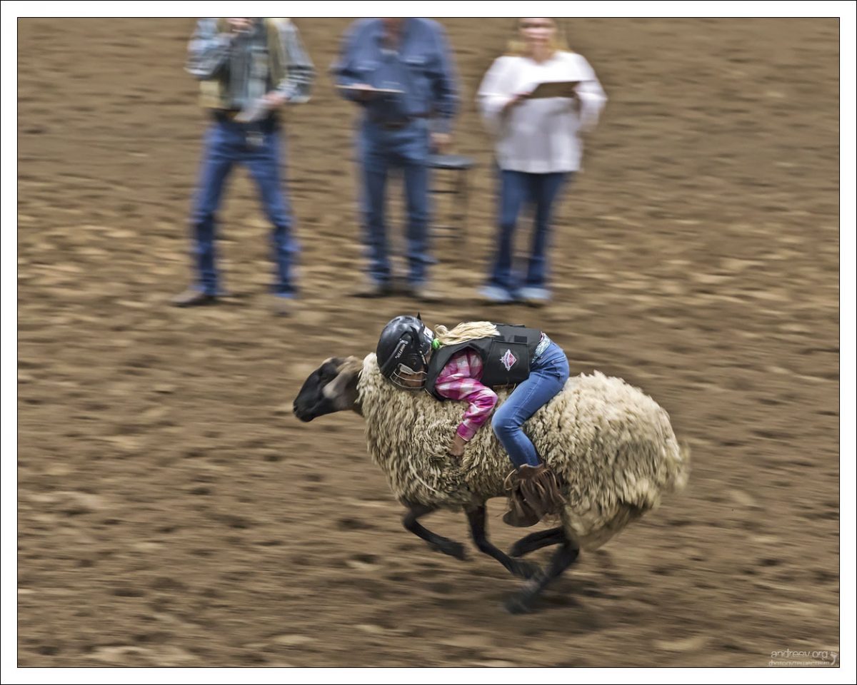 Техас: Sheep happens, или о своем, овечном