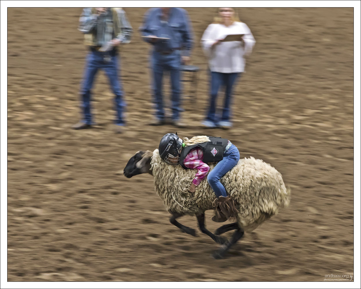 Техас: Sheep Happens, или о своем, овечном…