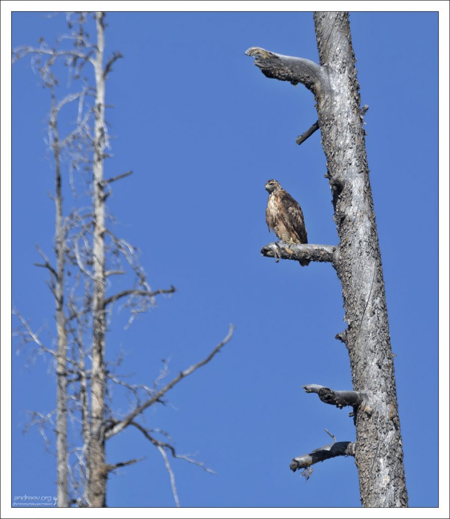 Молодой Краснохвостый сарыч (Red-Tailed Hawk) на ветке дерева в Йеллоустоуне.