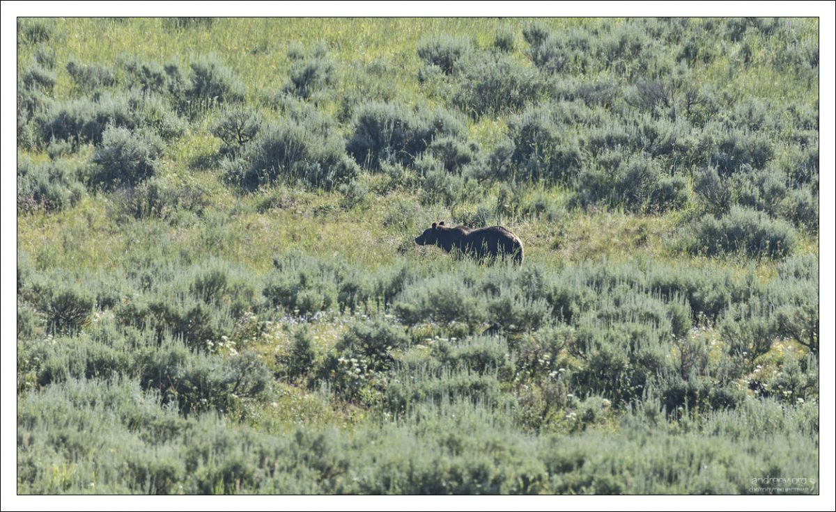 Молодой медведь-гризли в кустах полыни.