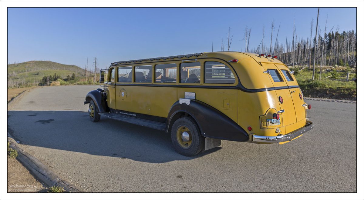 Один из винтажных желтых автобусов 1937-го года выпуска, на которых проходят фото-сафари в Йеллоустоуне.