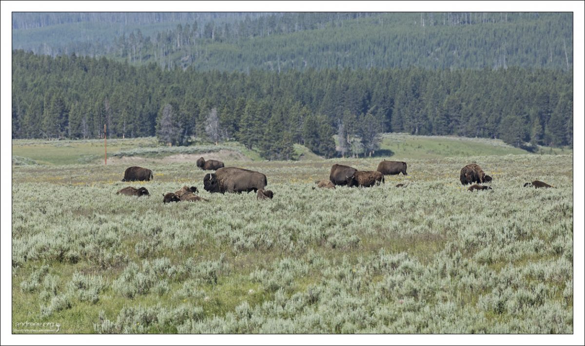 Стадо бизонов Йеллоустонского парка разделено на два подстада, которые, в основном, изолированы друг от друга. В долине Ламар обитает стадо Северного хребта, насчитывающее около 2300 особей.