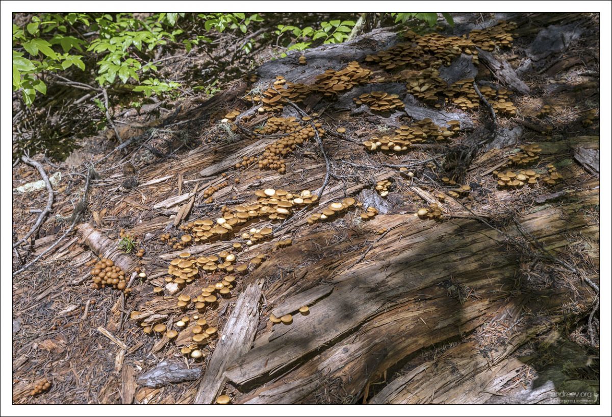 Древесные грибы-сапрофиты.