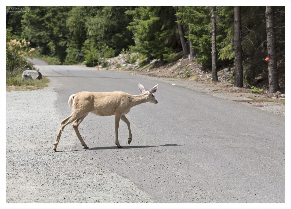 Белый олень переходит дорогу в парке North Cascades National Park.
