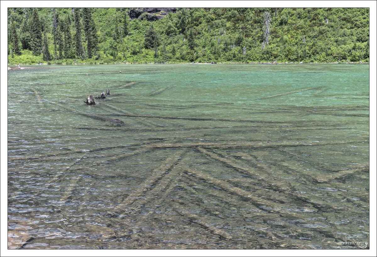 Бревна в озере Avalanche Lake образуют своеобразную плотину.
