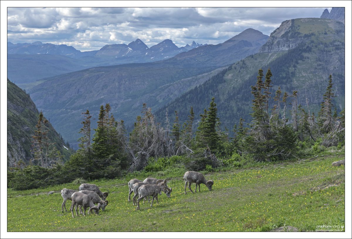 Группа Толсторогих баранов (лат. Ovis canadensis) в горах Монтаны.