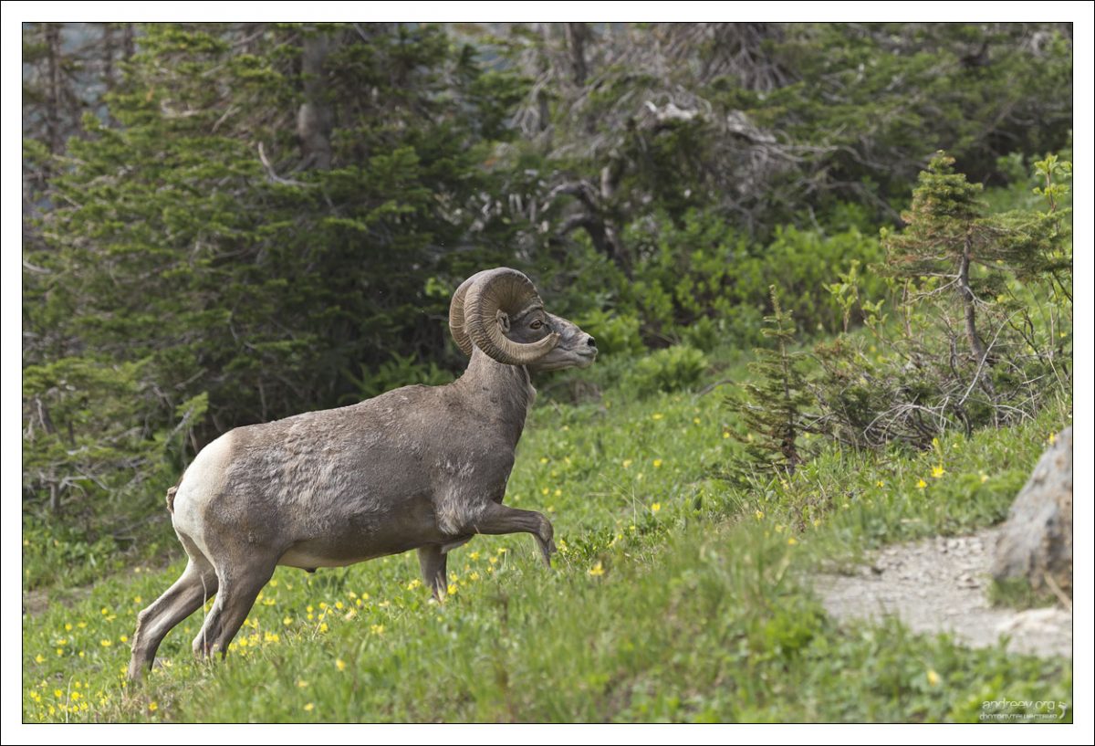 Толстороги (Bighorn Sheep) обитают в гористых местностях, населяя альпийские луга и предгорья. Летом они держатся на высотах около 1800—2500 метров над уровнем моря, зимой спускаются до высот 800—1500 метров.