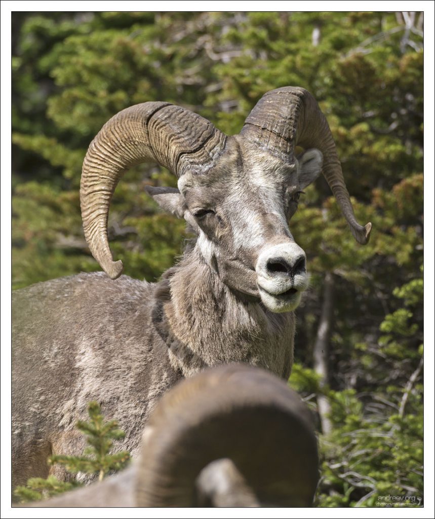 В честь толсторогов (англ. Bighorn sheep) названы несколько географичеких объектов в США, в частности округ в Монтане, округ в Вайоминге, река в Вайоминге и Монтане. Голова толсторога является старым логотипом автомобильной марки Dodge.