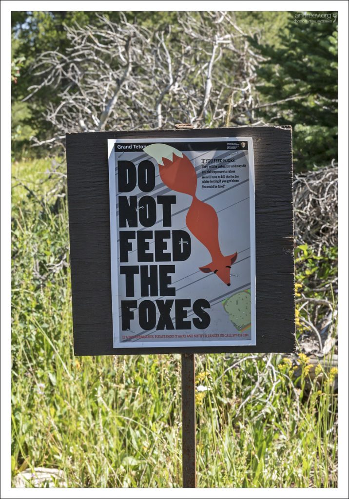 Плакат с просьбой не кормить лисиц в парке Гранд-Титон.