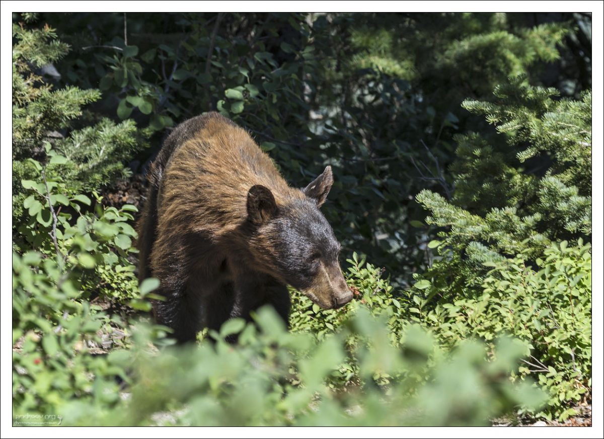 Медведь гризли проверяет ягодные кусты.