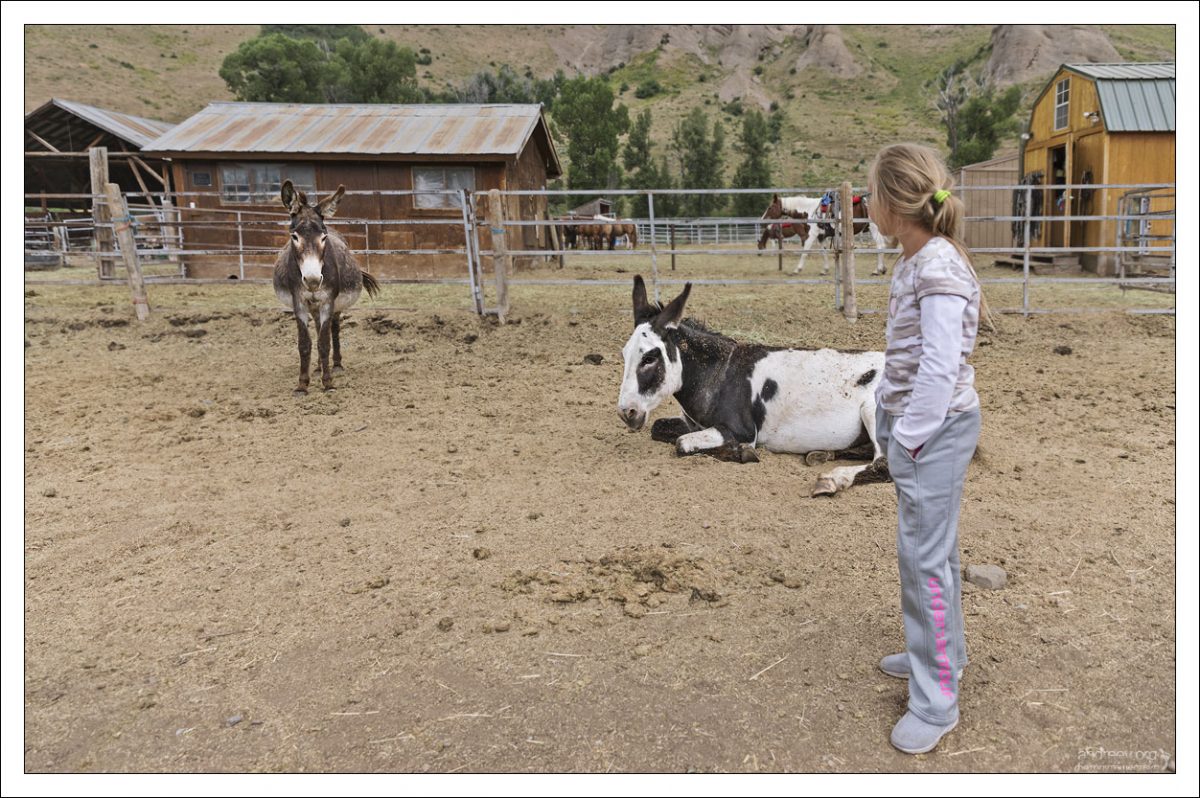 Ослики с удивлением разглядывают Сашу на ранчо Mill Iron Ranch.