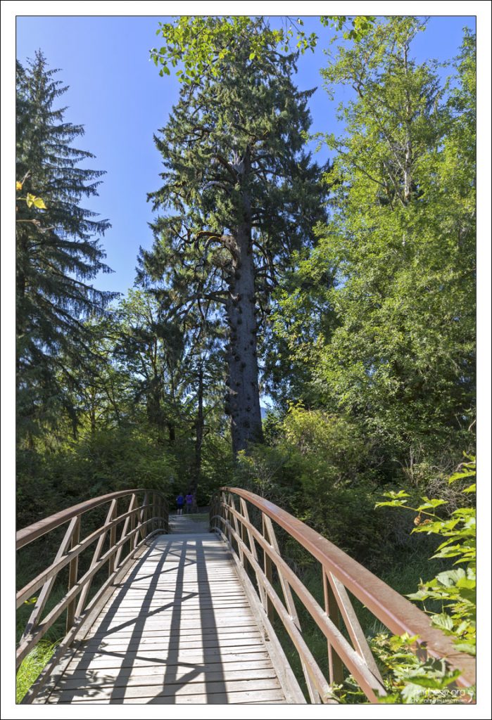 Национальный лес Олимпик (англ. Olympic National Forest), штат Вашингтон, США.