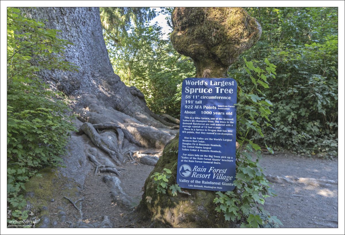 Знак у основания самой большой ёлки в мире (Quinault Big Sitka Spruce Tree): 18 метров в обхвате, 60 метров в высоту, возраст 1000 лет.