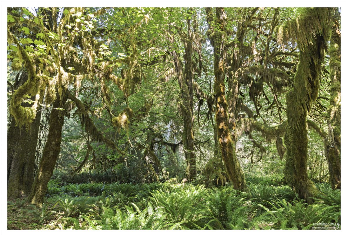 Обильно покрытые мхом деревья лесу Hoh (Hoh Rain forest).