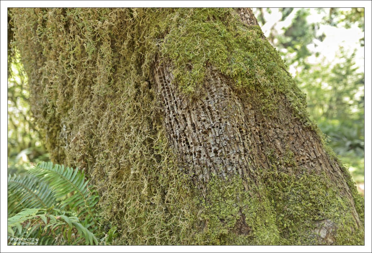 Выдолбленные отверстия в древесине - результат деятельности дятла-сосуна (Sapsucker). Они кормятся истекающим древесным соком, и насекомыми, попавшими в липкую ловушку.