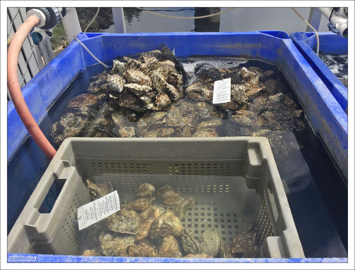 Устрицы под товарным знаком Goose Point Oysters готовы к продаже.
