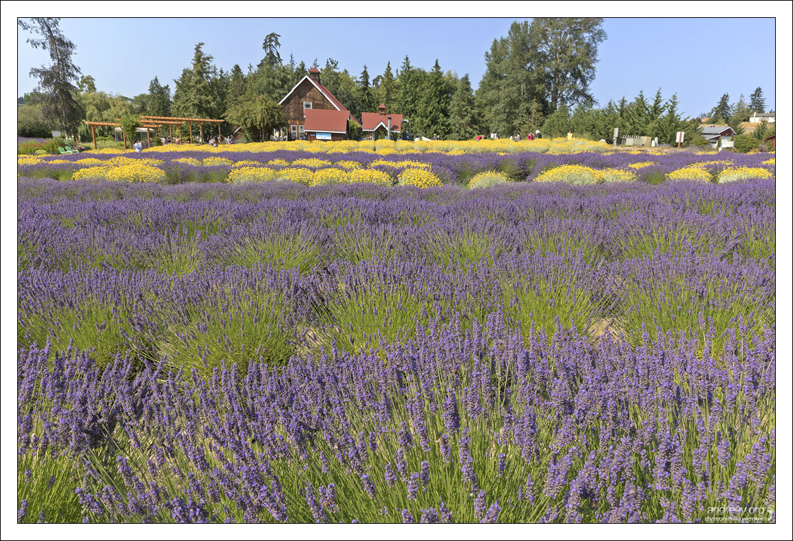 Лавандовая ферма Purple Haze lavender farm в окрестностях городка Sequim, штат Вашингтон.