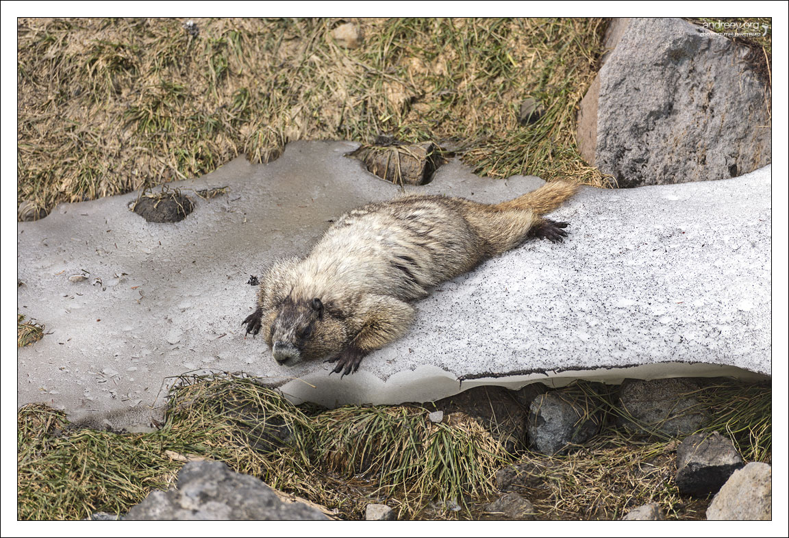 Седой сурок (лат. Marmota caligata) — вид сурков, обитающий в Северной Америке. Охлаждается на льдине.