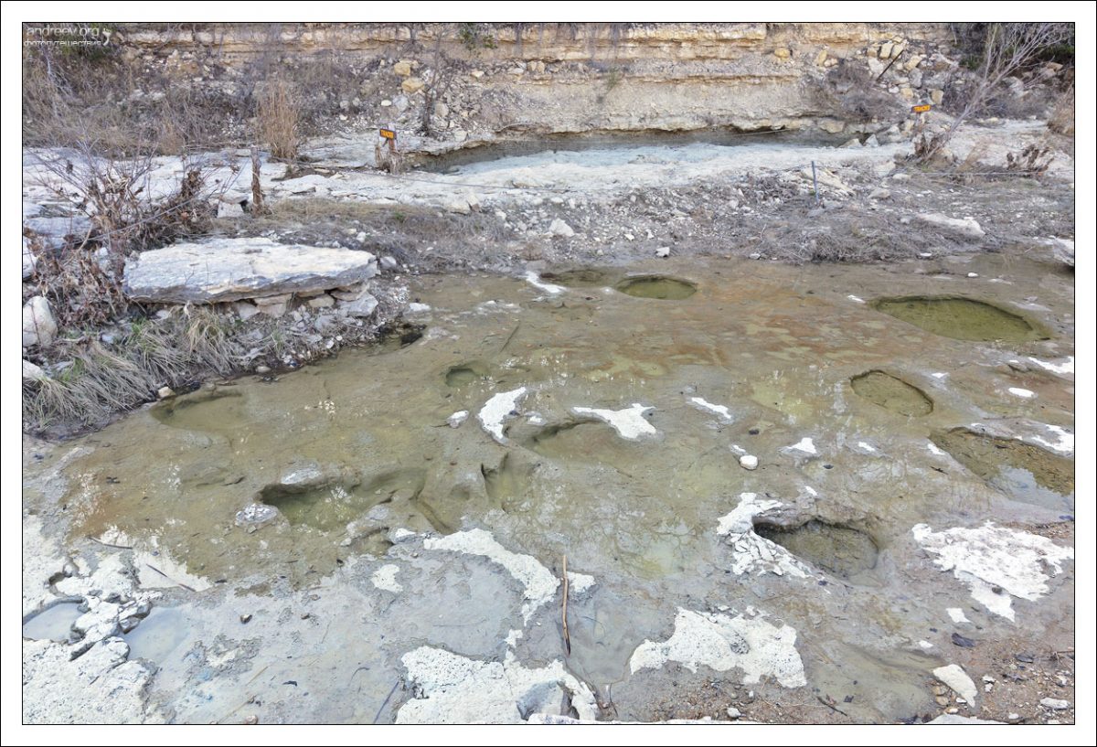 Следы динозавров в водах техасской реки Пэлюкси (Paluxy River).